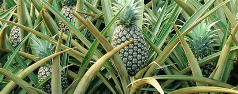 如何盆栽菠萝——菠萝盆栽方法-花卉果蔬-盆景艺术网