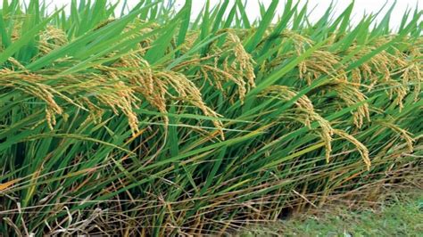 निर्यात के लिए बासमती उगा रहे हैं तो इन खास बातों का रखें ध्यान, नर्सरी ...