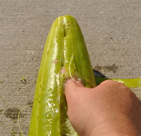 Image result for Loofah Tutorial