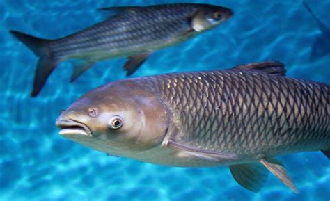 Where Is The Asian Carp Native To? Discover Its Origins