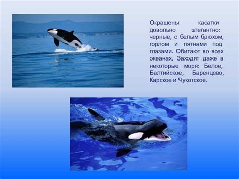 Сколько живут касатки? чем питается животное, его фото. внешний вид ...
