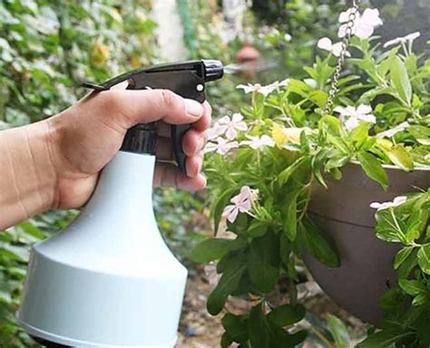 Homemade Natural Insecticide That Are Great For Your Plants In Hindi ...