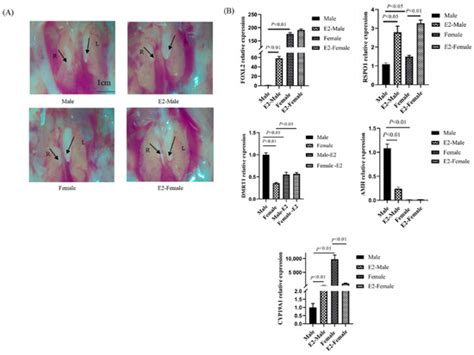 Female-Biased Expression of R-spondin 1 in Chicken Embryonic Gonads Is ...