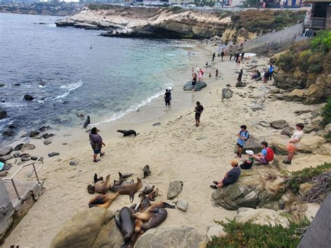 Sea lion bites swimmer off La Jolla; could it be linked to ‘red tide ...