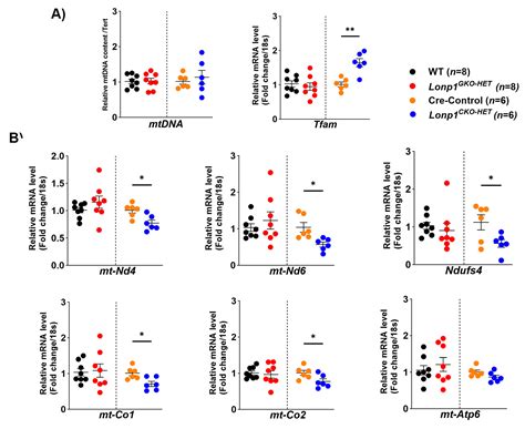 Systemic Lonp1 Haploinsufficiency Mitigates Cardiac Mitochondrial ...