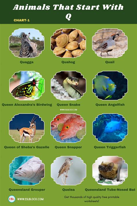 Animals Starting With Q