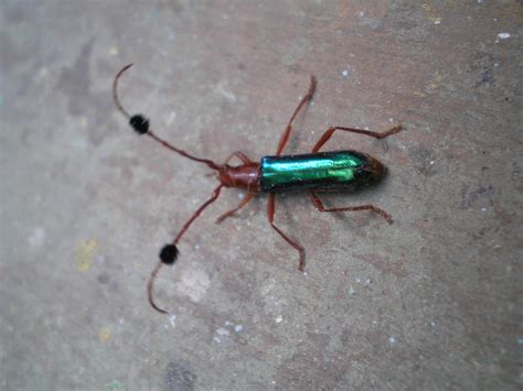 Image result for Insect V Insect