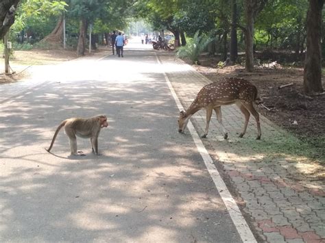 For IIT Madras, waste collection turns into ‘monkey business'