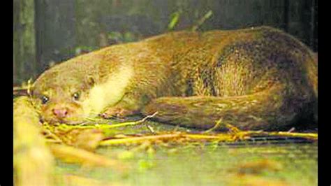 Rare sighting of Eurasian otters enthuses wildlife buffs