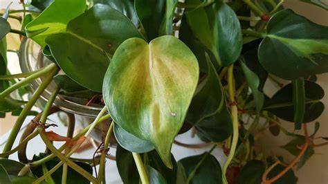 How to keep your philodendrons alive - gardenstead