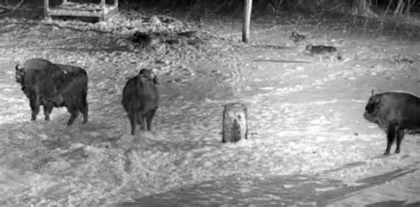 Image result for Wolves Vs Bison