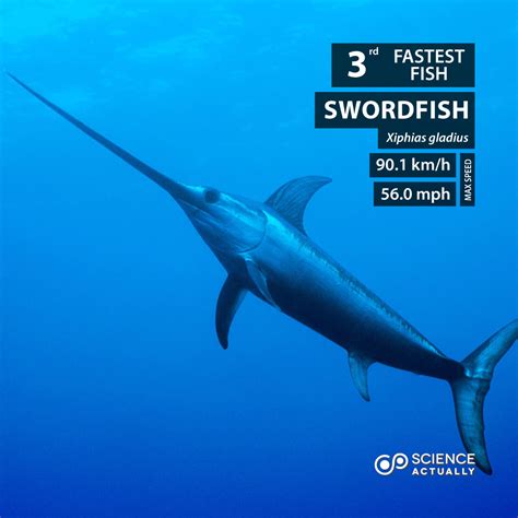 Top Ten Fastest Fish - Science Actually