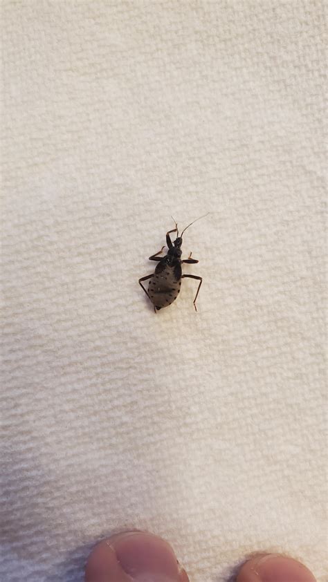 Little Black Bugs That Bite How To Distinguish 10 Bugs That Look Like