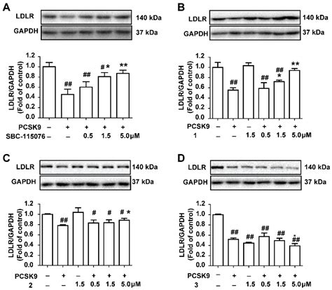 A New Strategy for Rapidly Screening Natural Inhibitors Targeting the ...