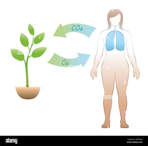 Respiration And Excretion In Plants Respiration Understanding Global