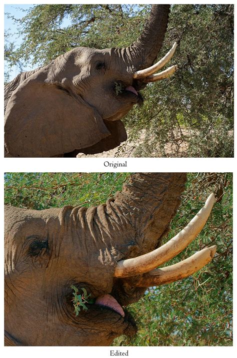 Desert Elephant - Example of an Optimizing Edit - Peter Van Rhijn Photography - wildlife in vancouver island