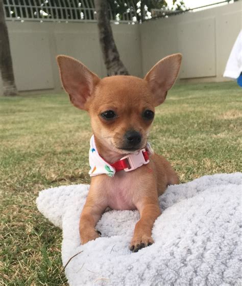 Teacup brown chihuahua. Enjoying a sunny day. | Teacup chihuahua ...