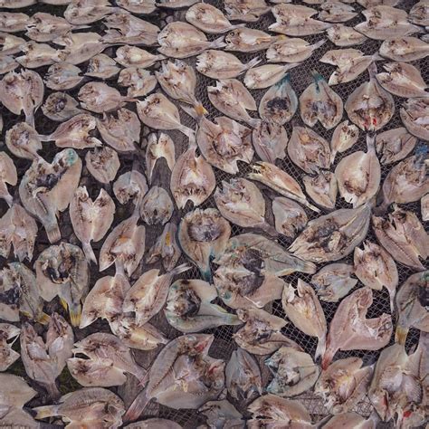 The Bajau People: Masters of Underwater Fishing