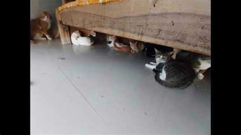 Pune SPCA finds over 300 cats crammed inside 3 BHK home, serves notice ...