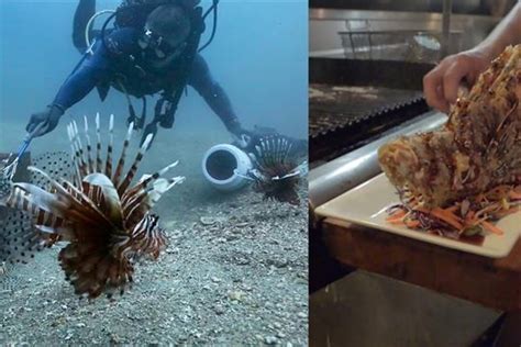 Lionfish Eating