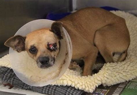 Tejas – Recovered & Adopted