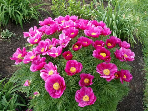 Types Of Peony Leaves at Sabrina Patrick blog