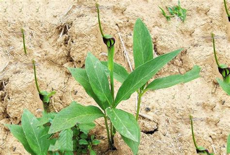 半夏种植选择种茎是关键_种植技术-新泰市润茂中药材种植专业合作社