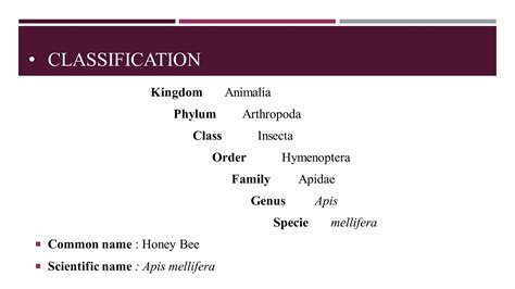 Social organization in honey bee | PDF - phylum of honey bee