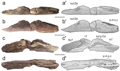 The First Fossil Coelacanth from Thailand