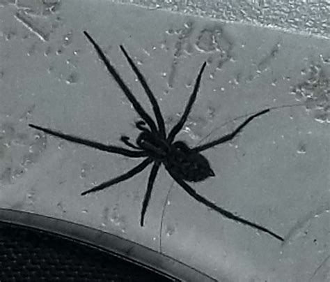 Giant House Spider Black