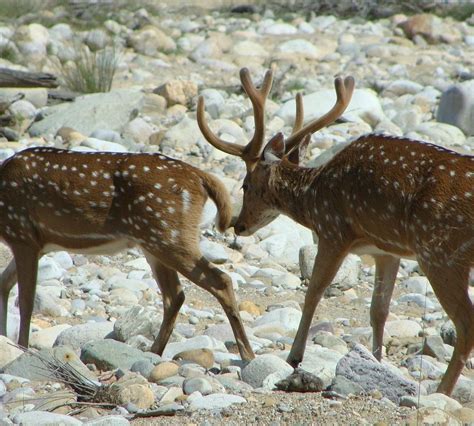 JIM CORBETT NATIONAL PARK (2025) All You Need to Know BEFORE You Go ...