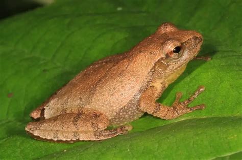 Image result for Animal Spring Peeper