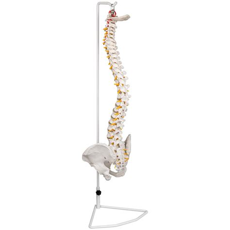 Buy VEVOR 33"Scientific Flexible Spine Model, Life Size Spinal Cord ...