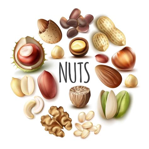 Realistic nuts round concept with nutmeg walnut almond hazelnut ...