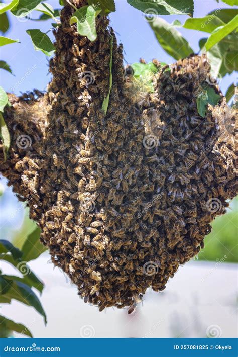 View of Swarm of Bees after Leaving the Hive on an Apple Tree Branch in ...