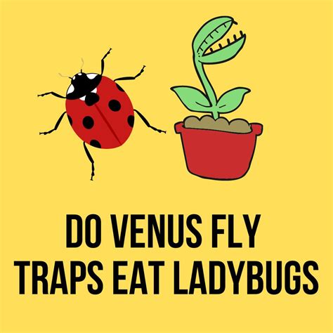 Do Venus Flytraps Eat Ladybugs? Easy Answer 2023 – Gardening For You