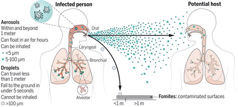 Airborne transmission of respiratory viruses | Science