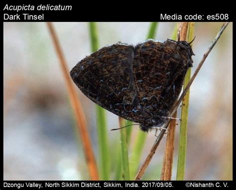 Acupicta delicatum (de Nicéville, 1887) - Dark Tinsel | Butterfly