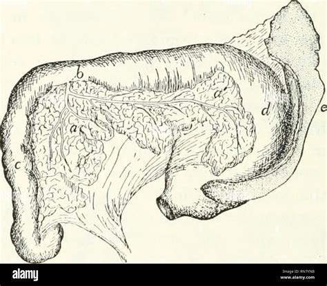 . Anatomy of the cat. Cats; Mammals. 242 THE VISCERA. of this half is ...