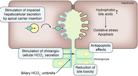 Mechanism Of Ursodeoxycholic Acid