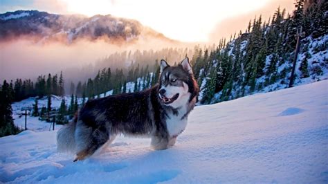 Siberian Husky Snow Wallpaper