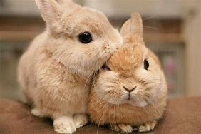 Image result for Fluffy Bunnies Loafinfg