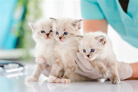 10 Best Ragdoll Breeders (2026): Our Top 10 Picks!