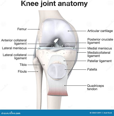 Knee Joint Anatomy. Labeled. 3D Illustration Stock Illustration - Illustration of joint, anatomy ...