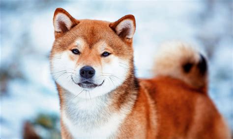 Shiba Inu: The Comprehensive Guide to This Popular Dog Breed