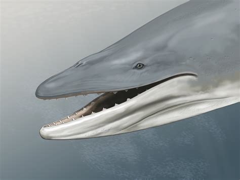 Blue Whales Teeth