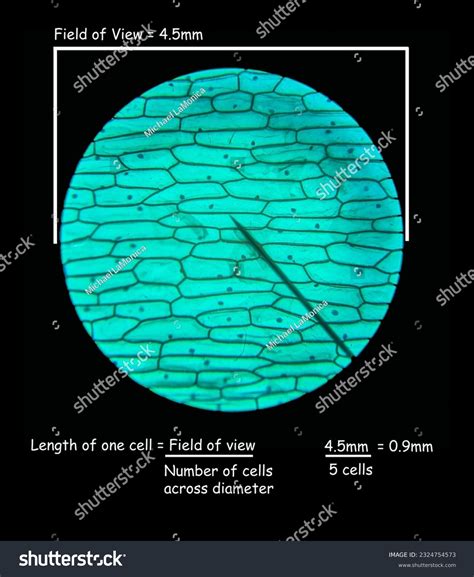 Plant Cells Under A Microscope Labeled