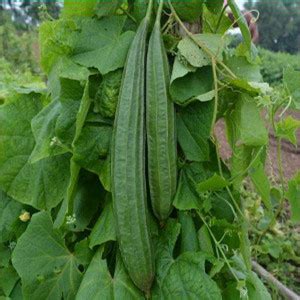 DHENU PRASAD 2610 F1 Hybrid Ridge gourd (turai) Seed Price in India ...