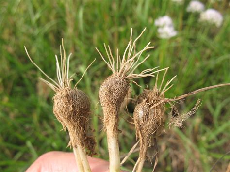 Sensible Survival: Edible Wild Plants - Wild Onions