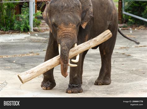 Thai Elephants Lifting Image & Photo (Free Trial) | Bigstock